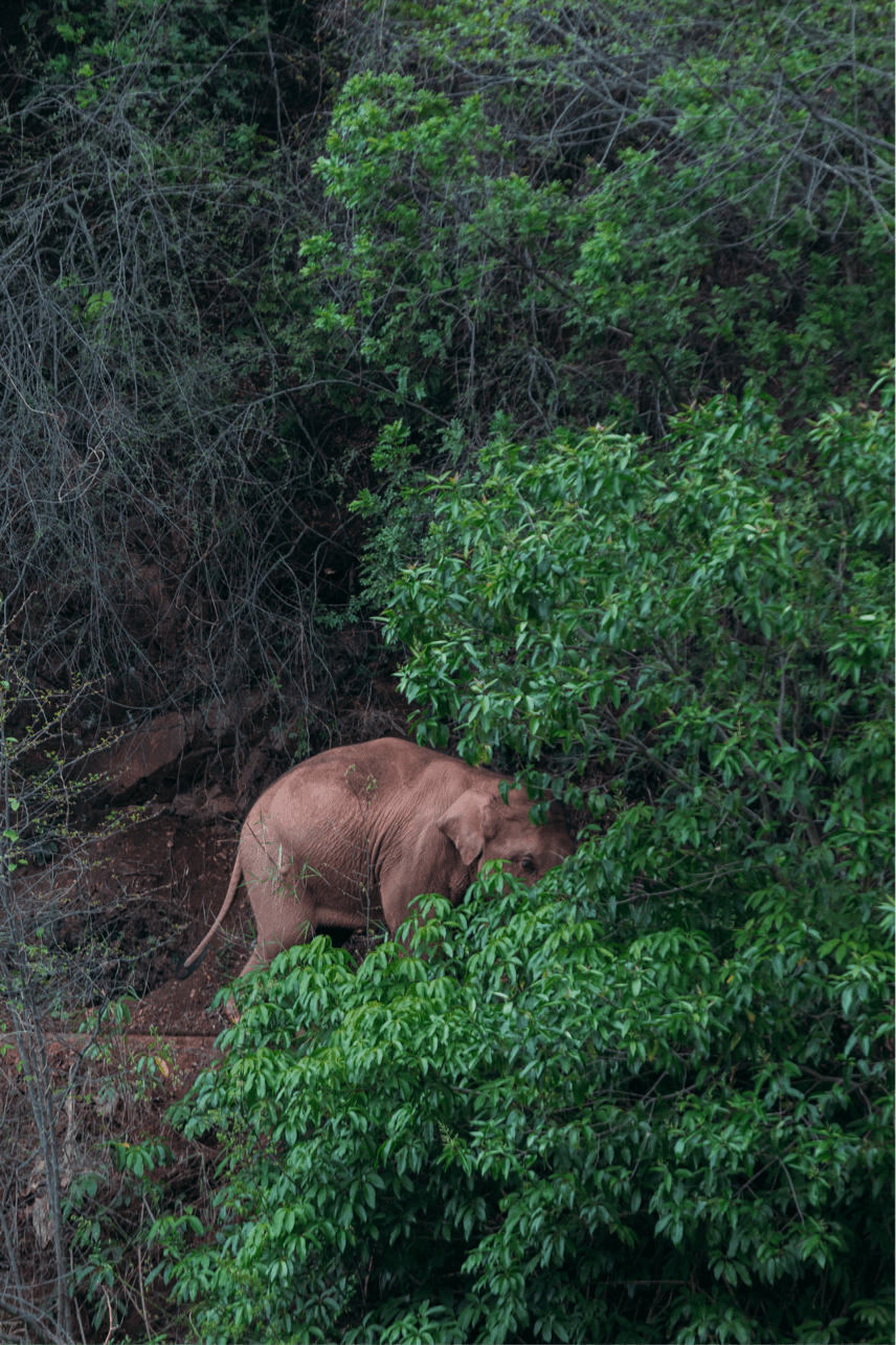 追象手记 | 默默相随……第12天,终见"断鼻家族"