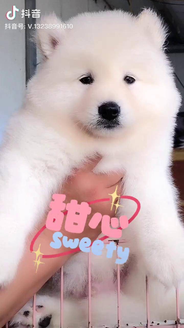 这样甜心的小宝贝你喜欢吗赢赢精品阿拉白桃阿拉斯加