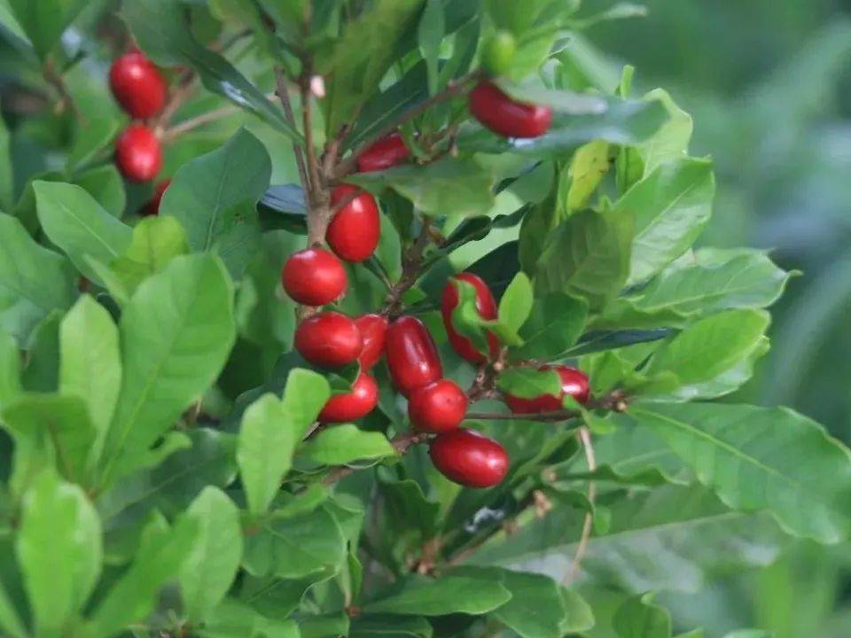 这"神秘果"到底是什么▼10粒卖50元!平均一粒要5块钱!