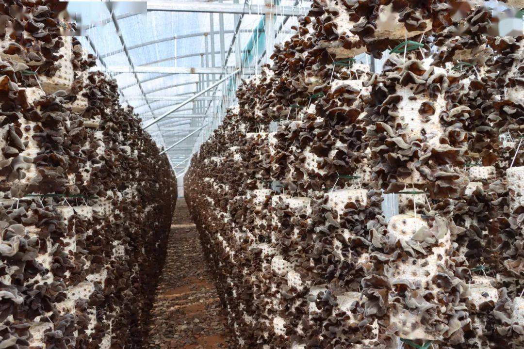 大棚里农户们快速熟练的采摘着成熟的黑木耳,"今年的木耳好啊,一个菌