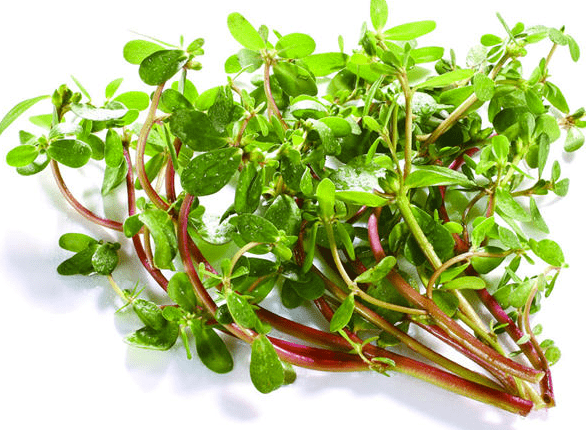 口感|这款喜闻乐见的野菜清热解毒凉血止血