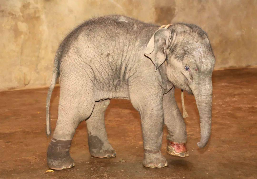 "西双版纳亚洲象救助中心的"大象医生"保明伟介绍说,经专家组初步调查