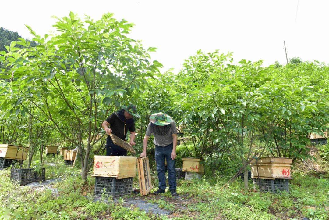 榕江:林下产业 风生水起