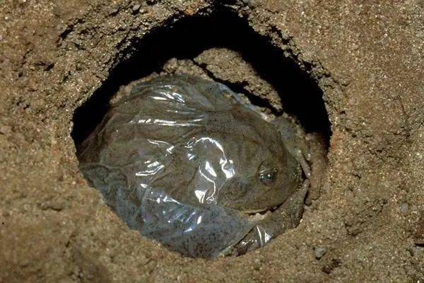 教你一个降温妙招:把屎尿拉在大长腿上._河马