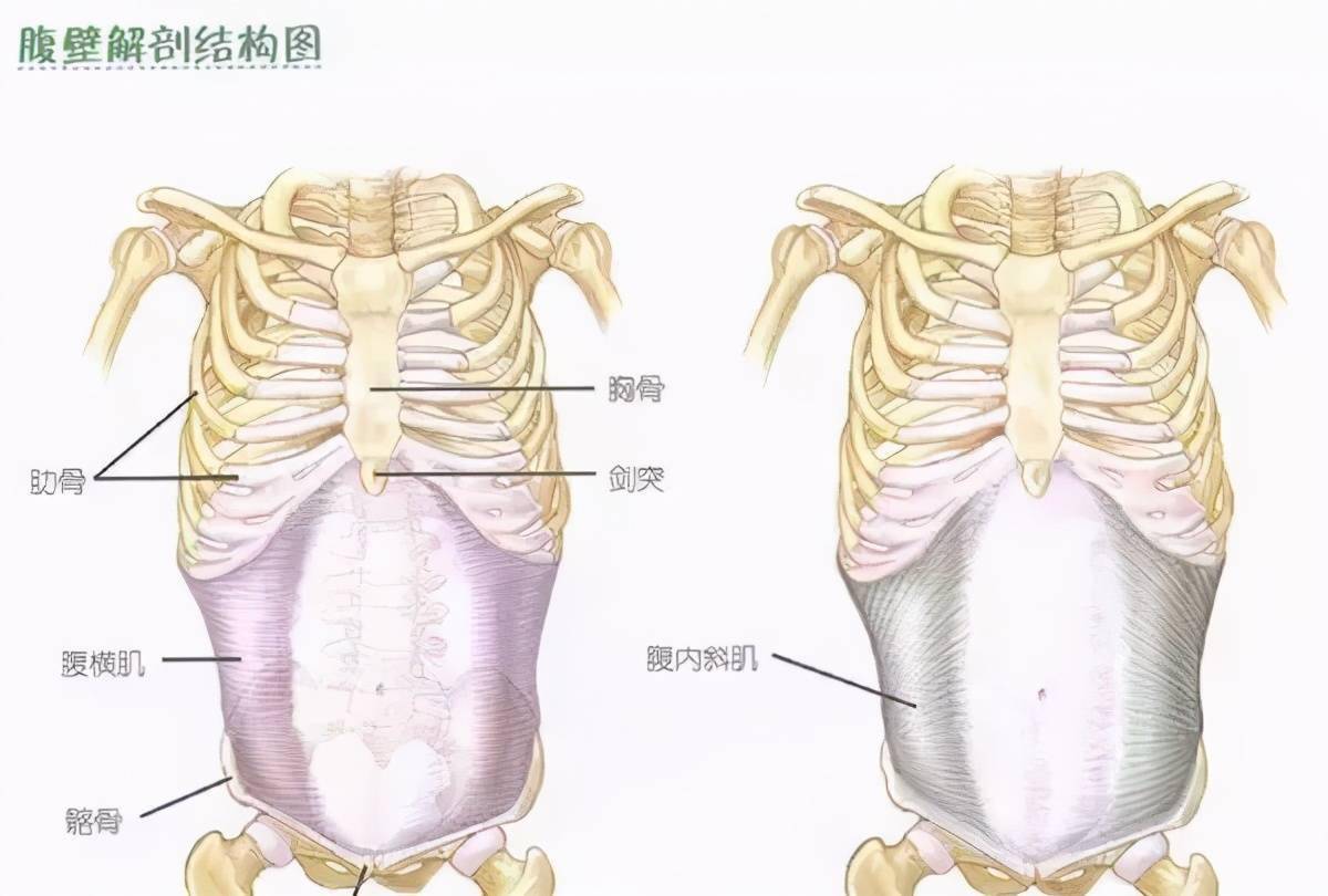 腹前壁中层图片