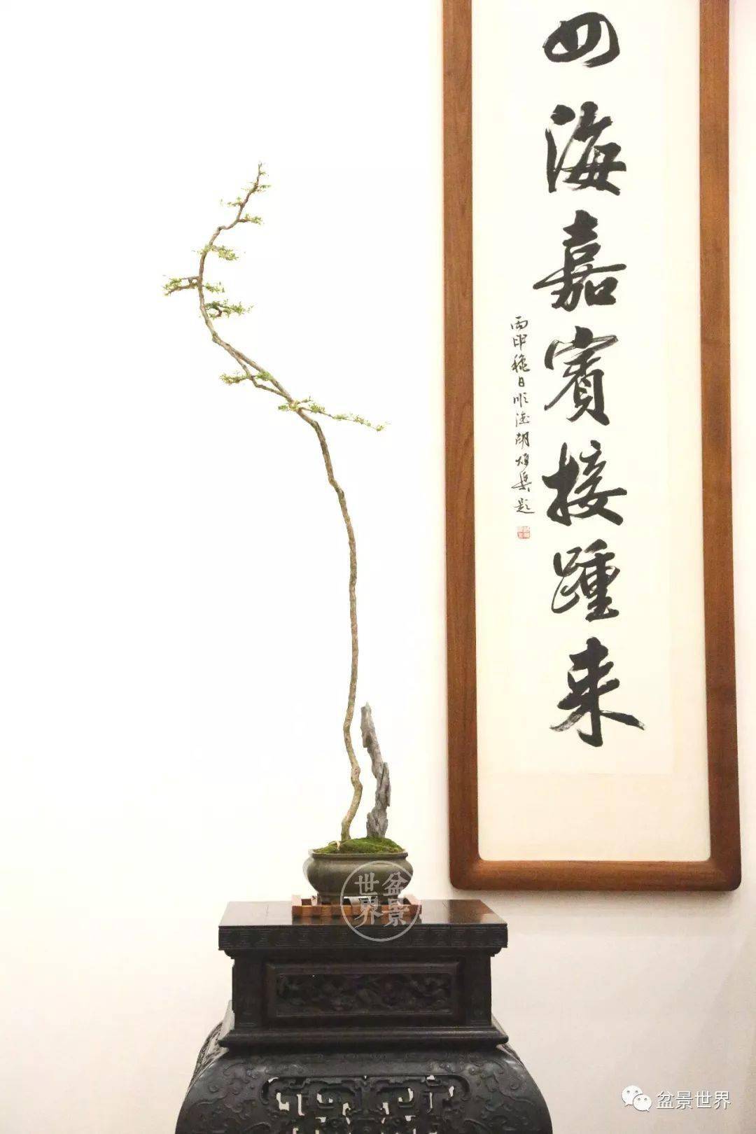 清趣2019最美盆景雅集