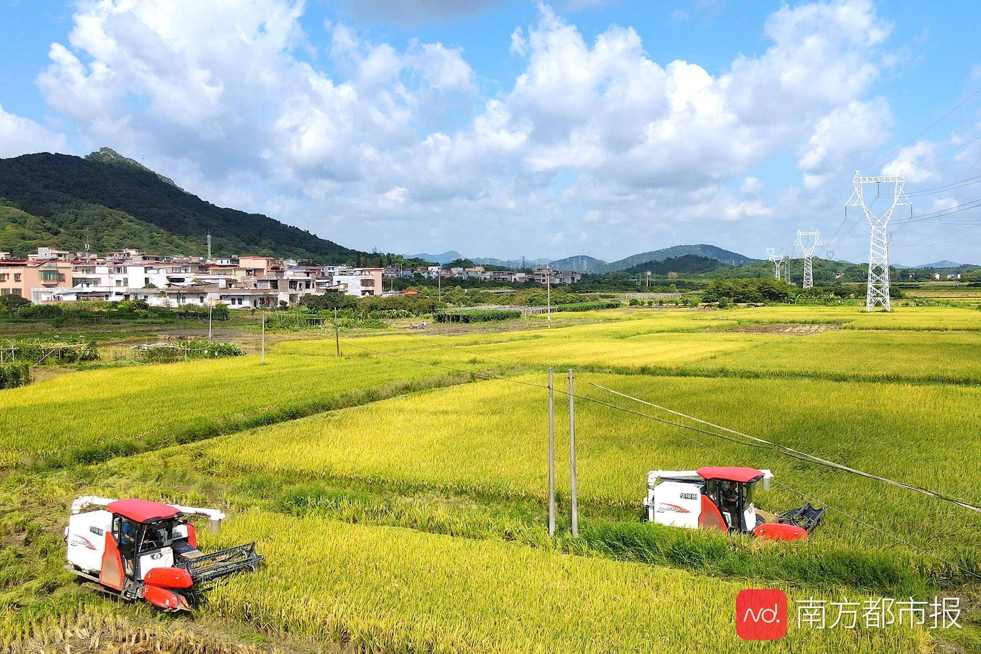 7月13日,鳌头镇铺锦村的从化香米迎来丰收.通讯员 黄利谊 邝健华 摄