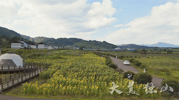 大美独山金色花海初盛开邀你赴一场向日葵之约