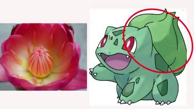 神奇宝贝妙蛙种子开花后的样子好萌哈哈你喜欢哪一种