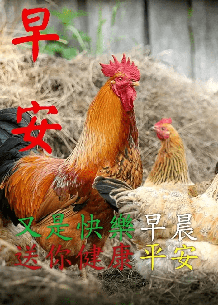 亲爱的朋友,早上好,愿你今天有个好心情!