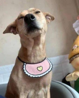 姐姐深蹲中,汪星人标准动作一起蹲,地上一摊湿,奴才看傻