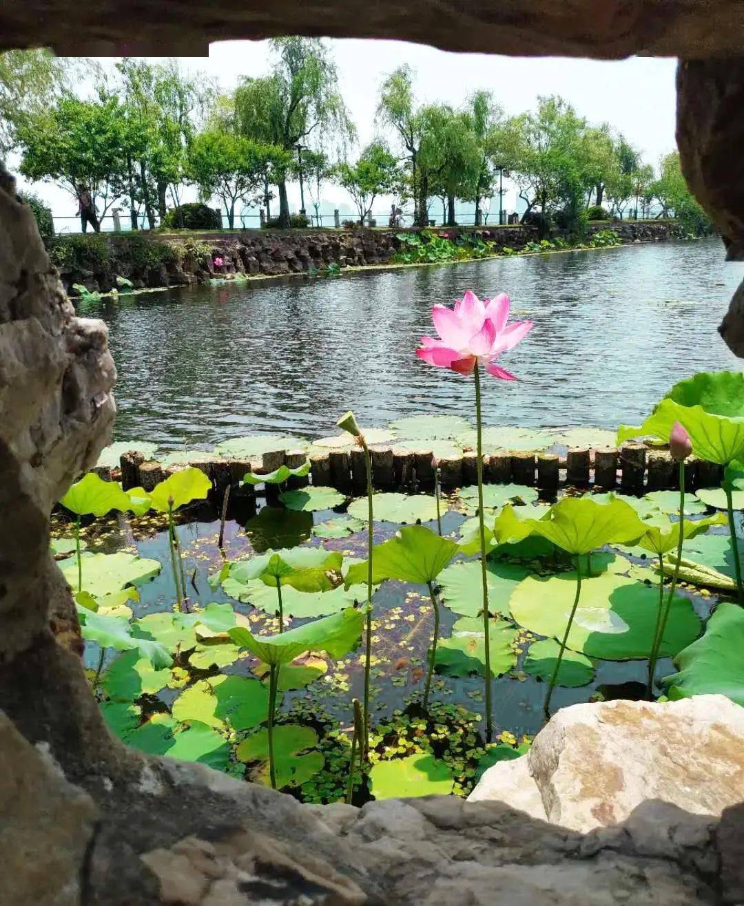 管社山庄千亩荷花惊艳盛放无锡荷花打卡地值得一去