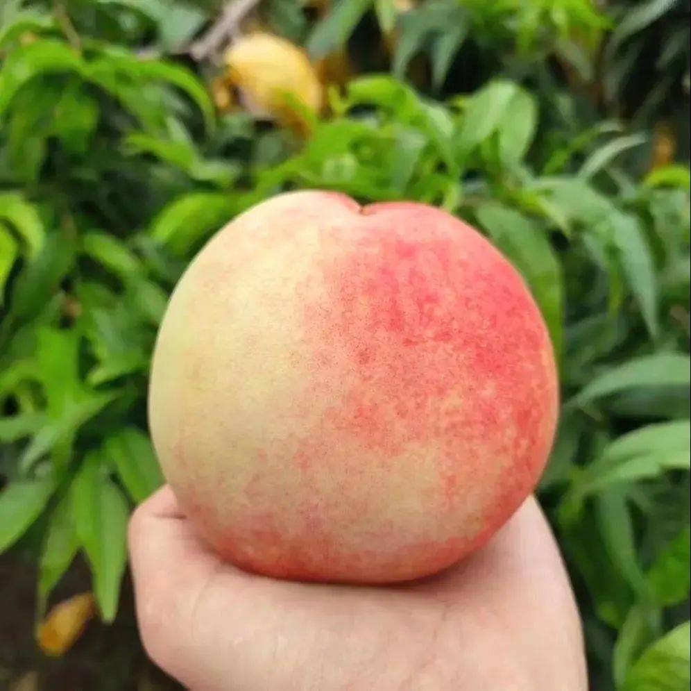 无锡的ta们上央视啦!_阳山