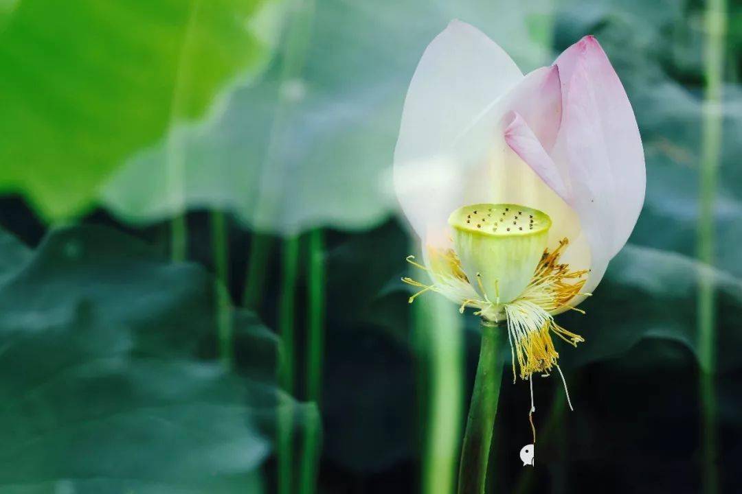 朱自清 荷塘月色 月光