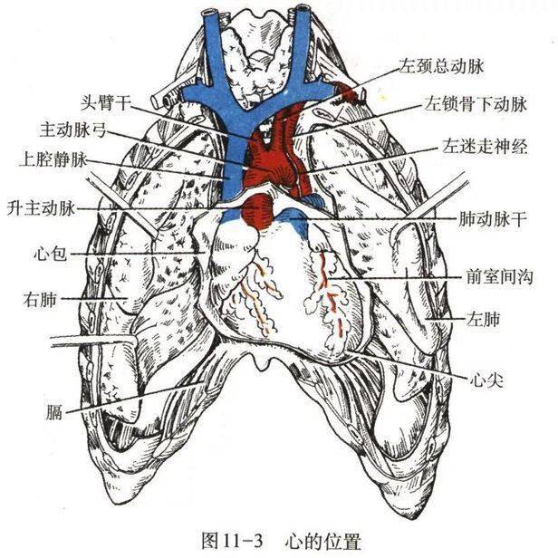 一图详解急性心肌梗死的判读