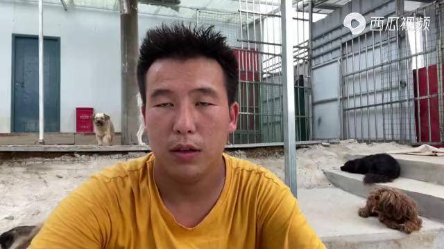 小徐的96只流浪狗遇到危险了它到底该怎么面对呢