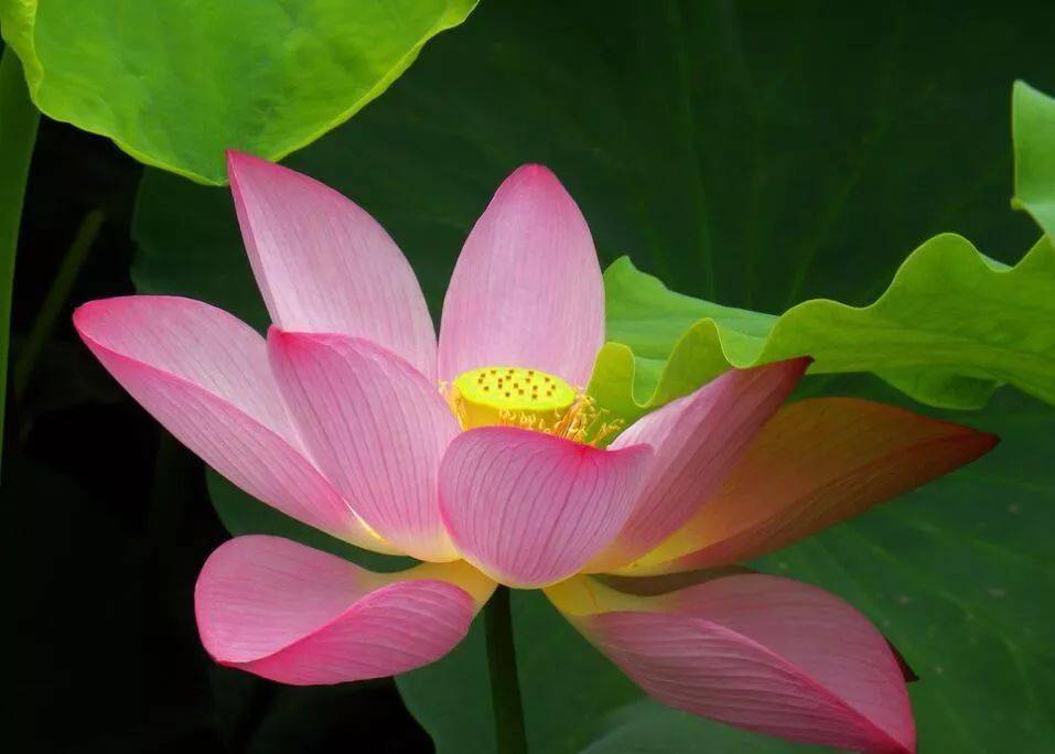 怎样才能有好运 c2d2cdfb797742ee84e72ac95e28893f.jpeg