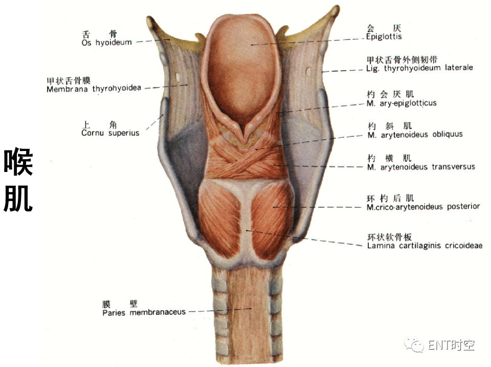 喉咙结构图颈部图片