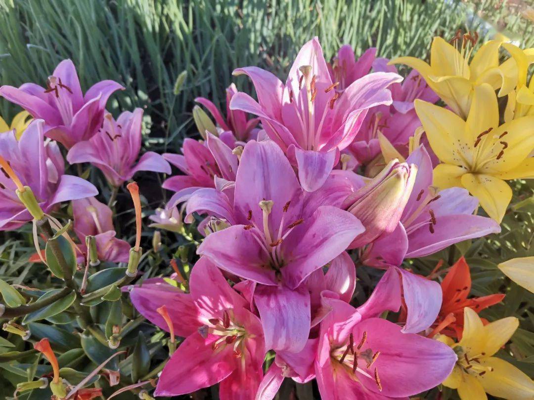 百合花沐浴着阳光随风摇曳 那娇柔的花瓣,优美的姿态 宛如一个个亭亭