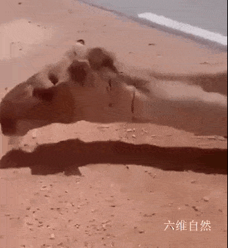 北非一头骆驼晕在路边，是被高温热晕的，当地气温达到60摄氏度