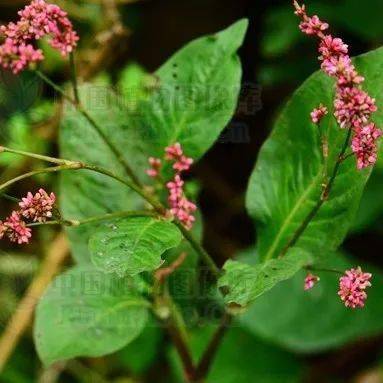 【科普】"青黛画眉红锦靴"中的青黛原来就是人们经常吃的