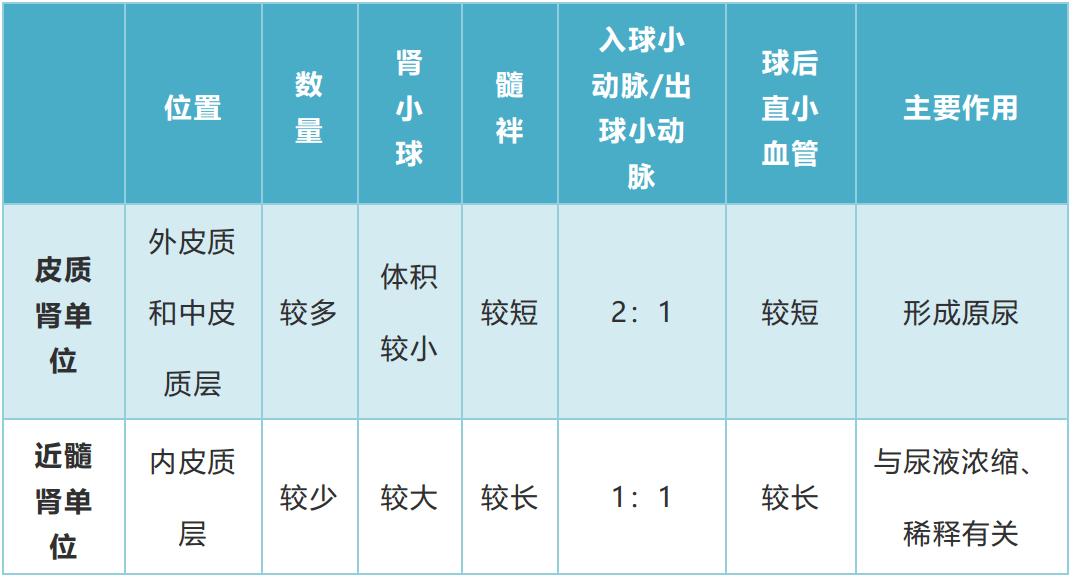 2腎小管和集合管的重吸收作用.