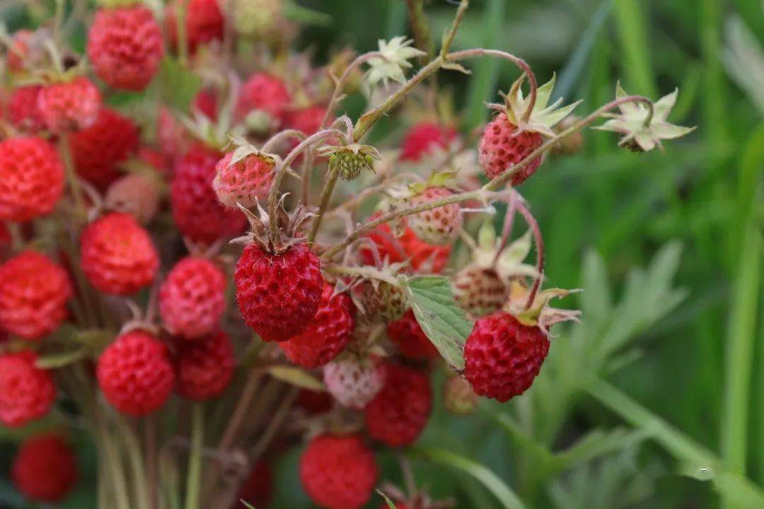 生长于洮河水畔,岷州山野的野草莓