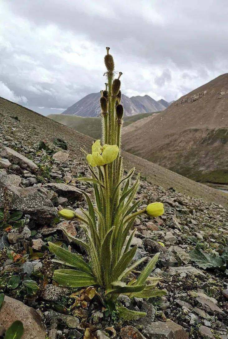 植物说丨云南八大名花系列之绿绒蒿属两种黄色姐妹花