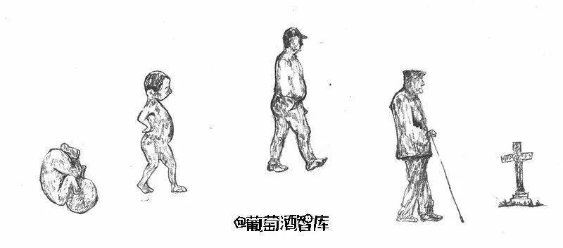 木桶|葡萄酒最常见的12个问题，统统用手绘回答你！