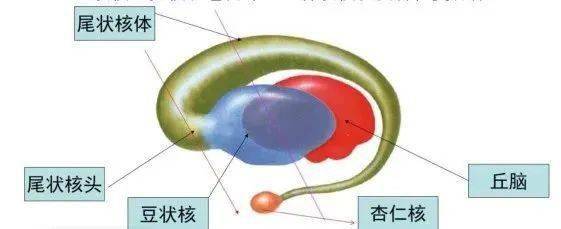由于壳核和苍白球富含线粒体,血管供应和神经递质,且代谢活性高,葡萄