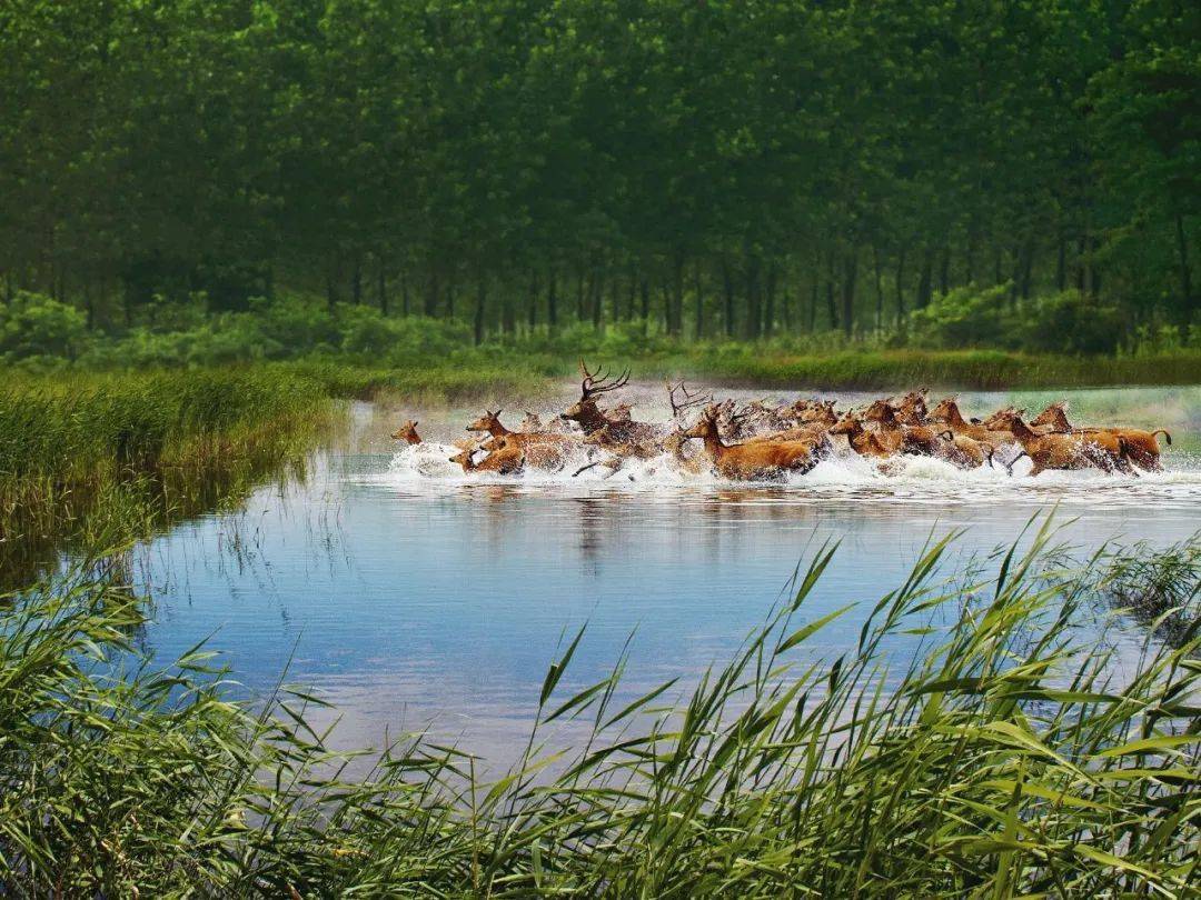 世界遗产在中国中国黄渤海候鸟栖息地第一期
