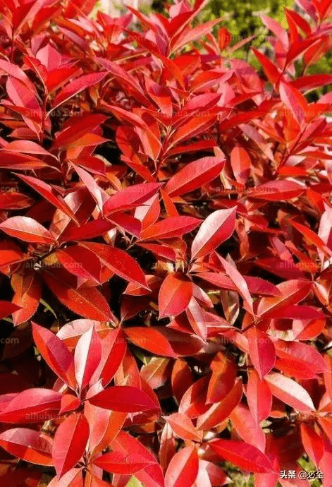红叶树种类大全图片