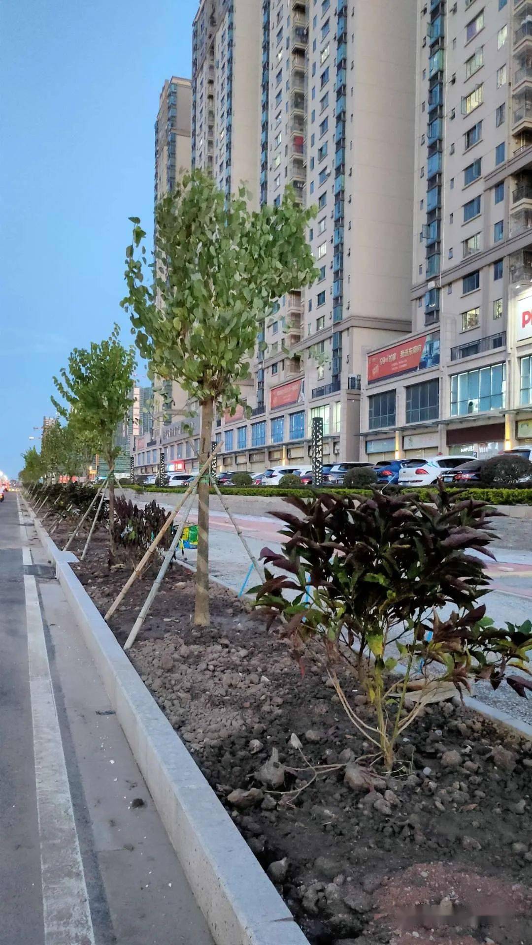茂南大道两侧开始铺设绿化带!网友:茂名城市道路的颜值担当