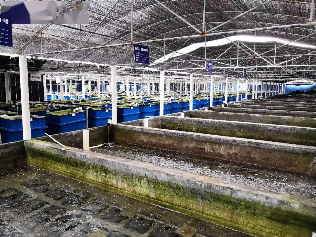 当"高大上"的实验室遇见"接地气"的养殖池"养鲍鱼"