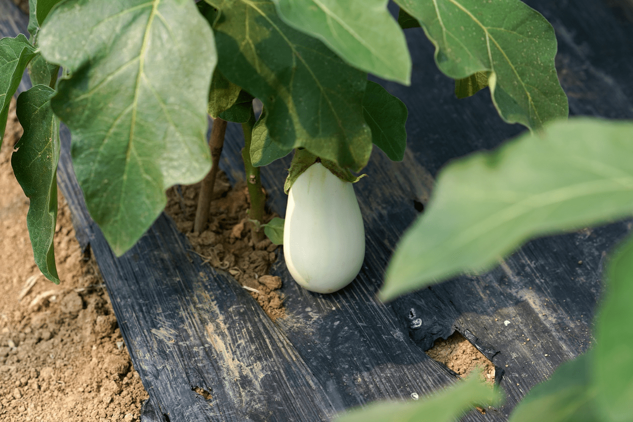 网红 白茄子 背后 盒马打造差异化生鲜补给线 马村