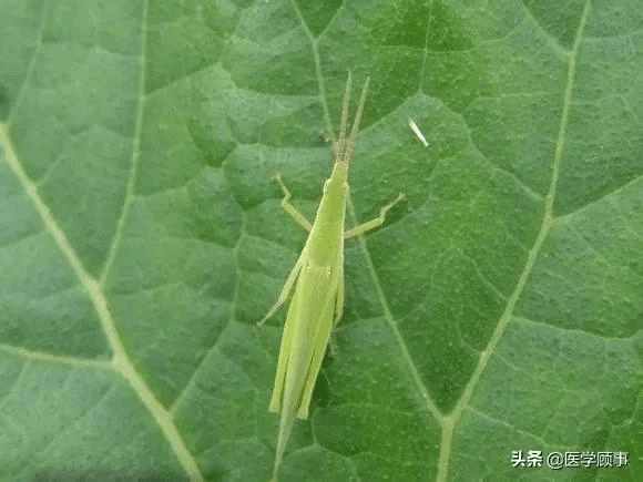 喓喓草虫,趯趯阜螽.未见君子,忧心忡忡…于以采蘩,于沼于沚.