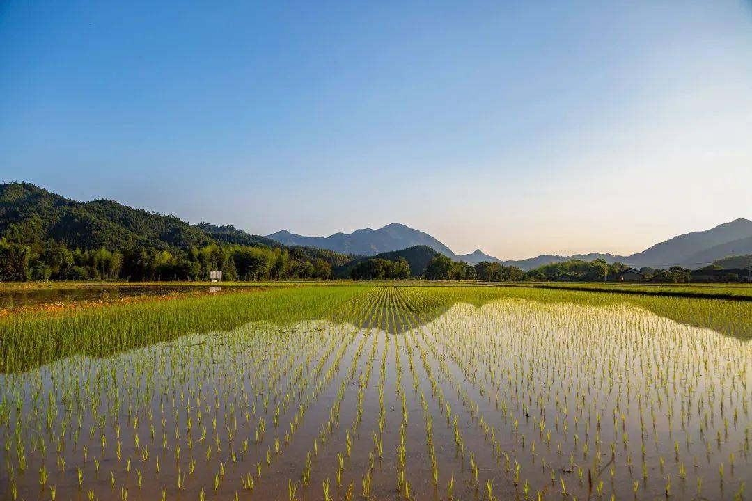 闽北美景浦城富岭镇初夏时节农事忙田间农忙身影宛如美景画卷