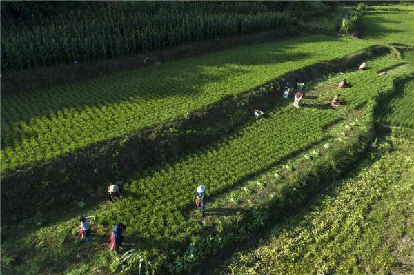 村民在贵州省黔西市洪水镇永平村韭菜种植基地收割韭菜(无人机照片)
