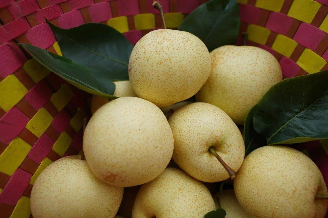 周末时分爽脆多汁的青花梨一口甜进心坎里