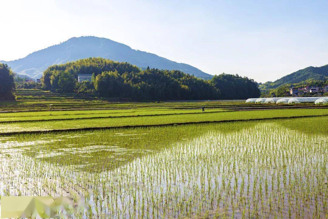 闽北美景浦城富岭镇初夏时节农事忙田间农忙身影宛如美景画卷