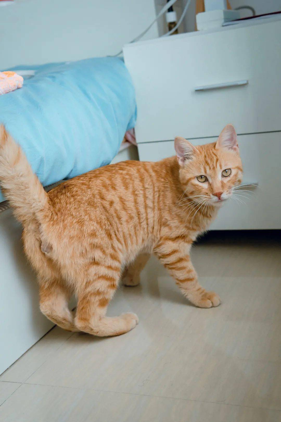 【猫咪领养】七个月大的亲人橘猫弟弟寻领养