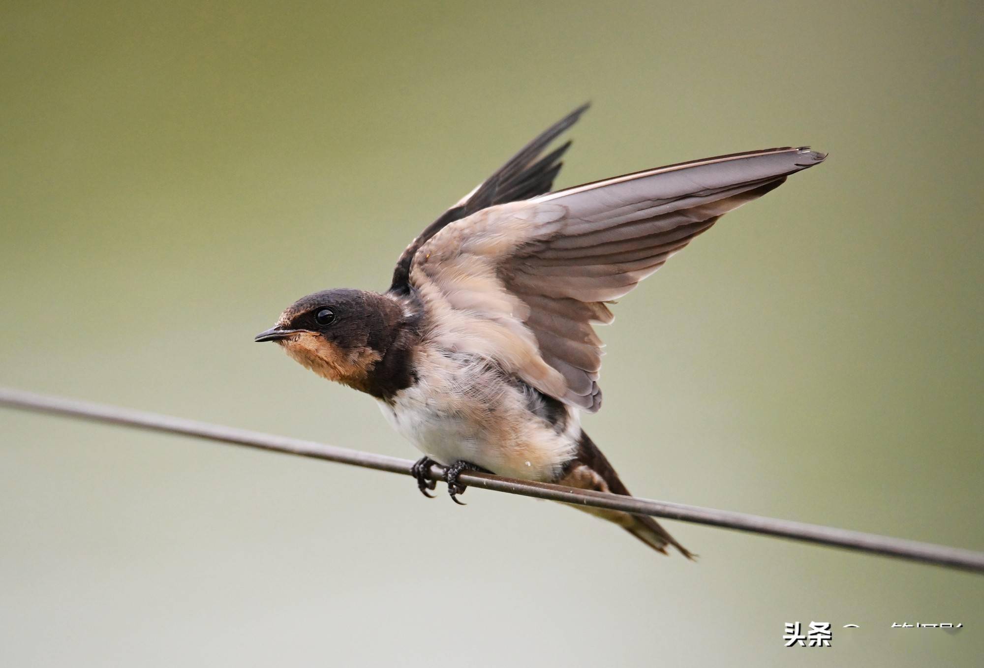 铁线上,一只小燕子卖萌