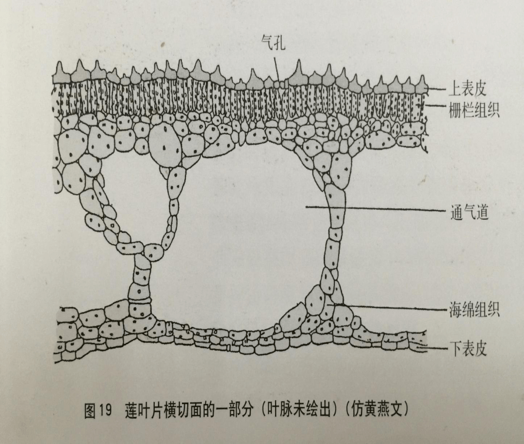 睡莲叶横切结构图手绘图片