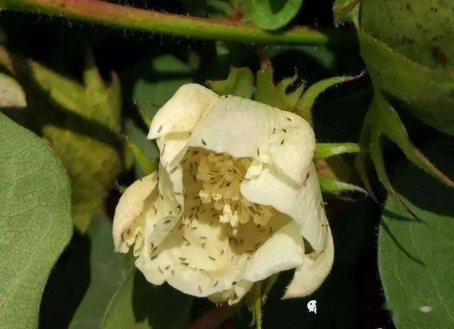 现阶段,各地已经都有出现以下两种情况:二,花蓟马的危害症状花蓟马喜