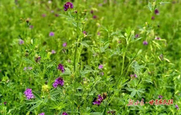 清水 紫花苜蓿促进经济生态 双丰收 饲草