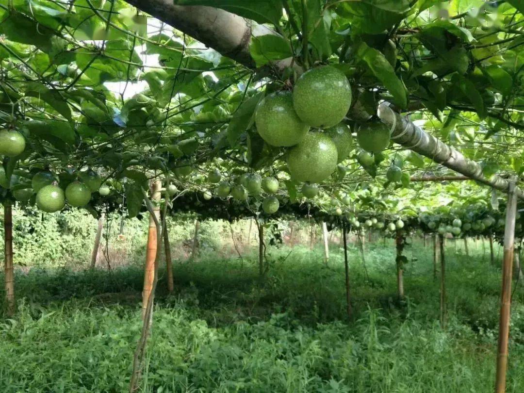 產地食材 ▎來自福建漳州的黃金百香果,給你甜度滿分的體驗_種植