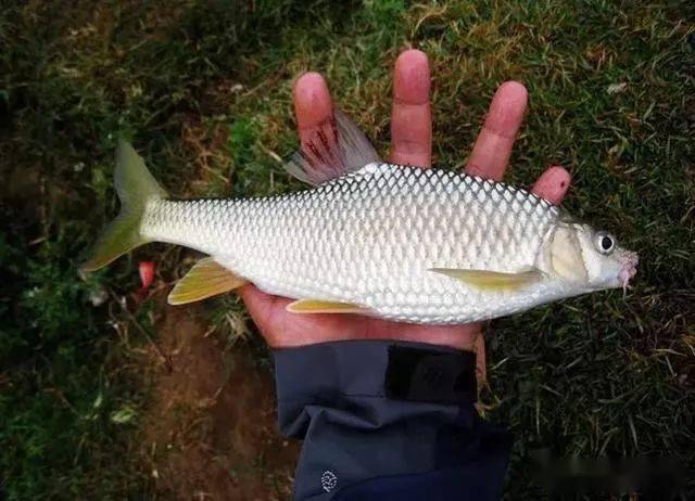 摸清鲮鱼的特性用对饵料钓法爆护是分分钟的事情