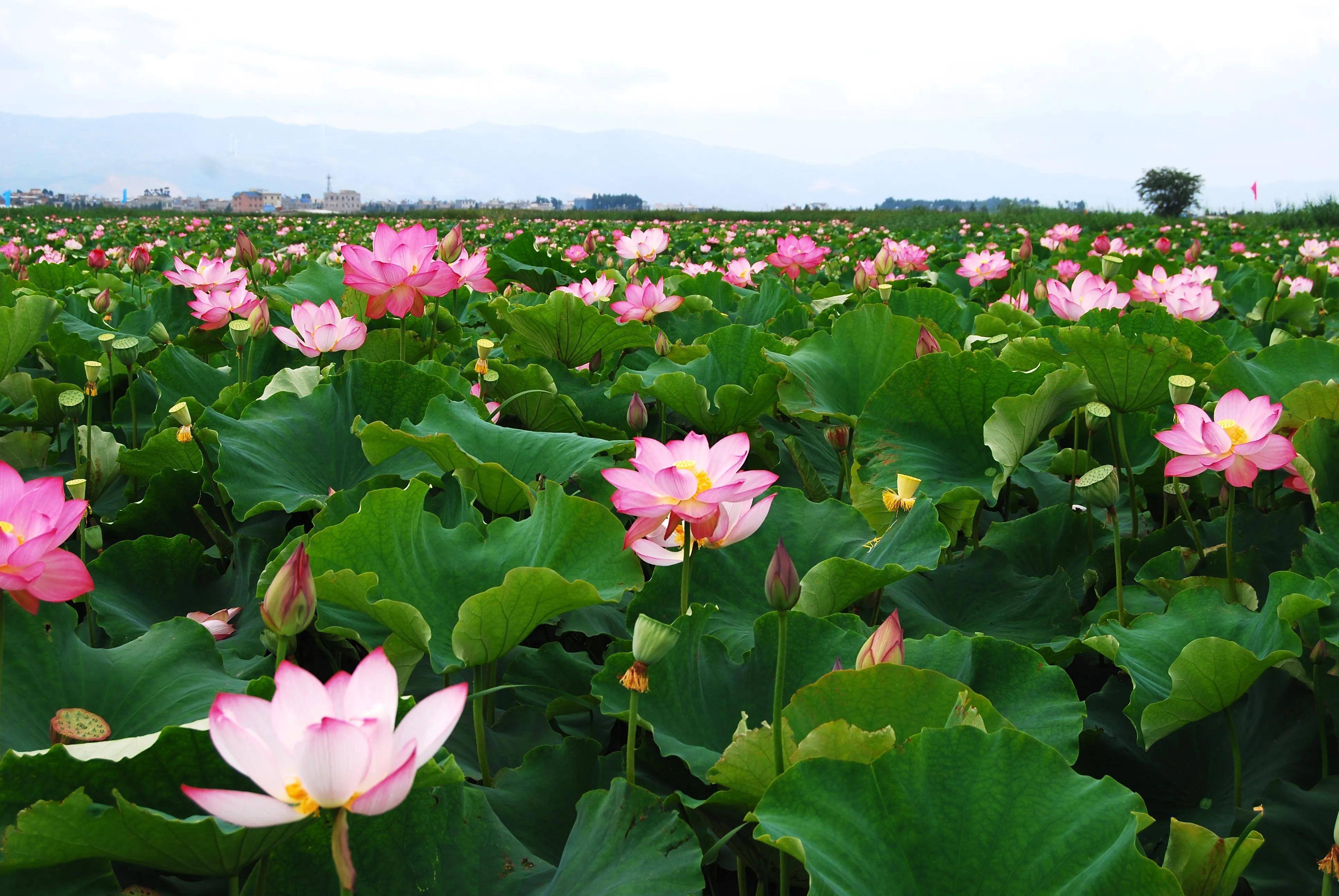 陆良紫溪湿地的荷花开了(摄影作品)