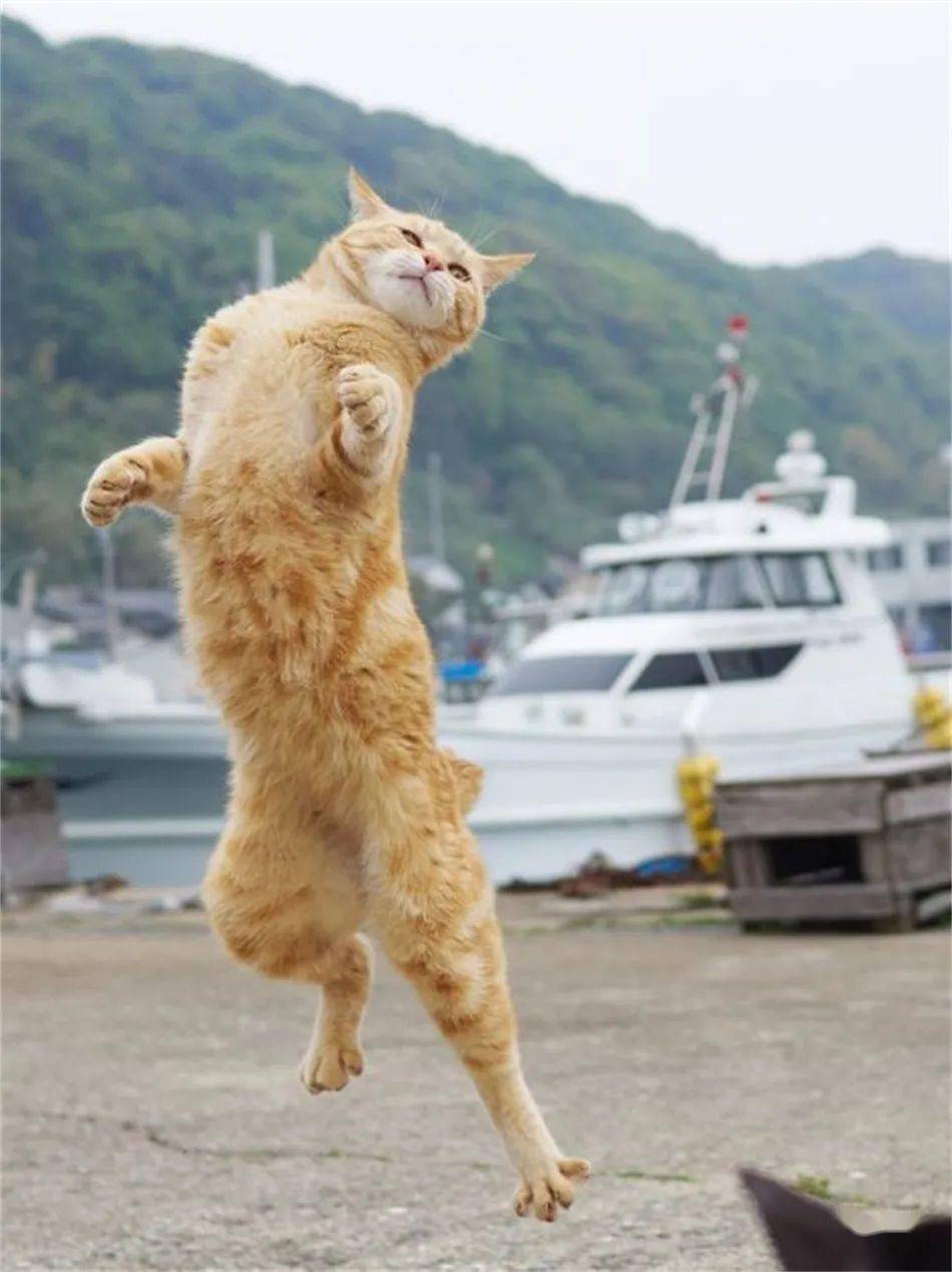 kung fu……一招快似一招一招紧似一招猫身嘀溜乱转窜蹦跳跃闪绽腾挪