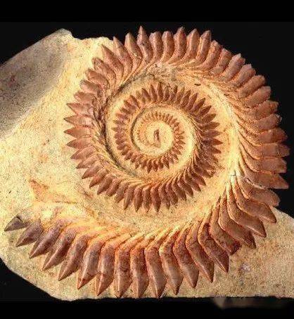 海洋科普1503旋齿鲨困扰学术界几百年的鱼类